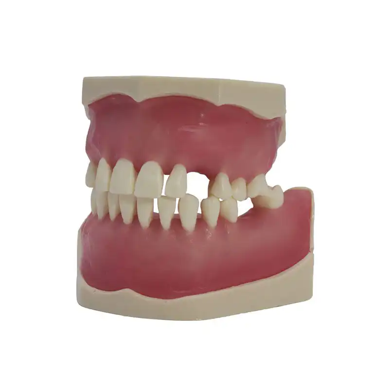 Surgery Typodont Bader