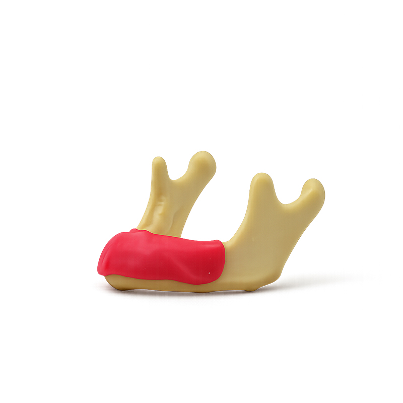 Lower Jaw with Gum for Surgical Practice Bader