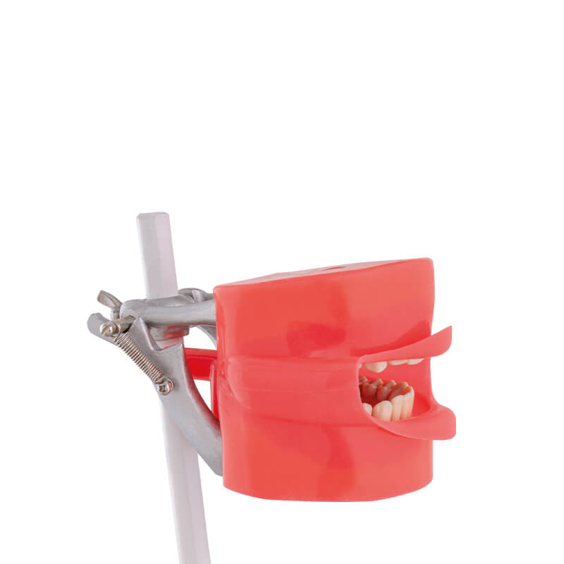 Bader Practice Phantom with Chair Anchor