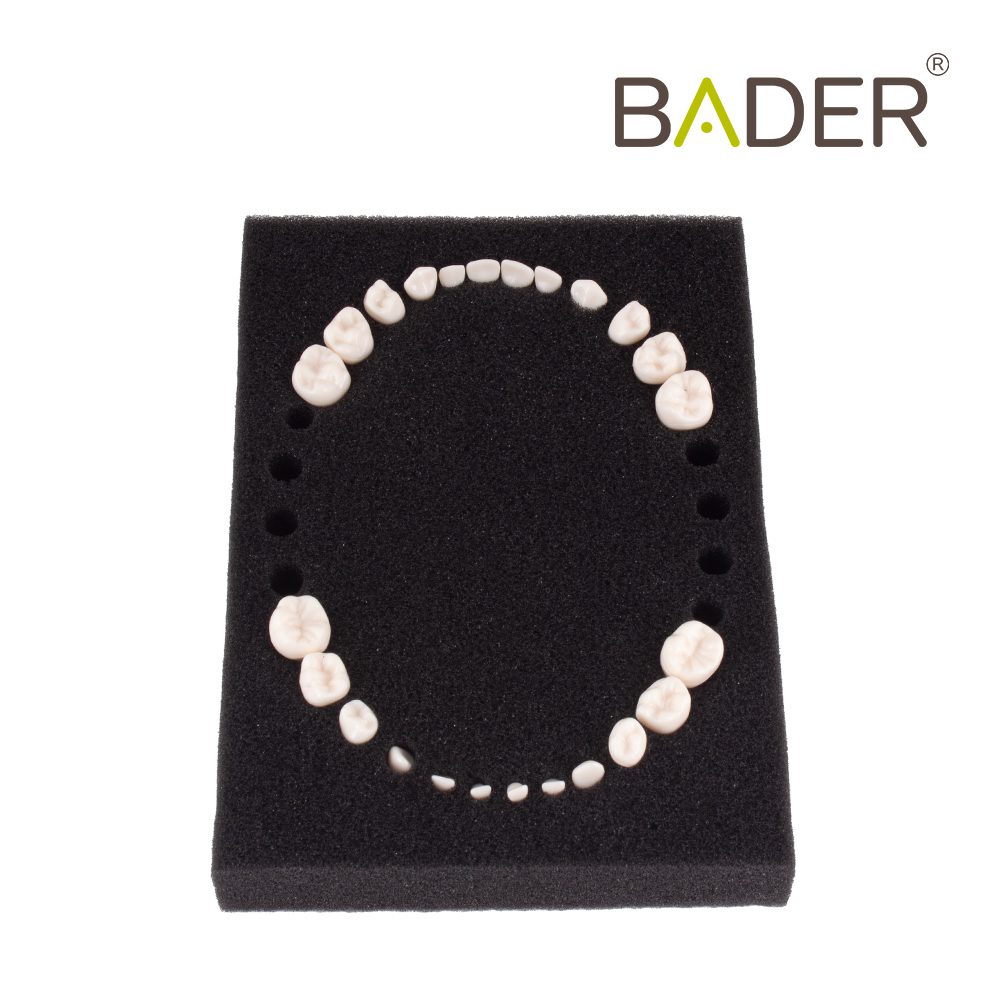 Set of 24 Replacement Teeth type AK-6 Child Bader