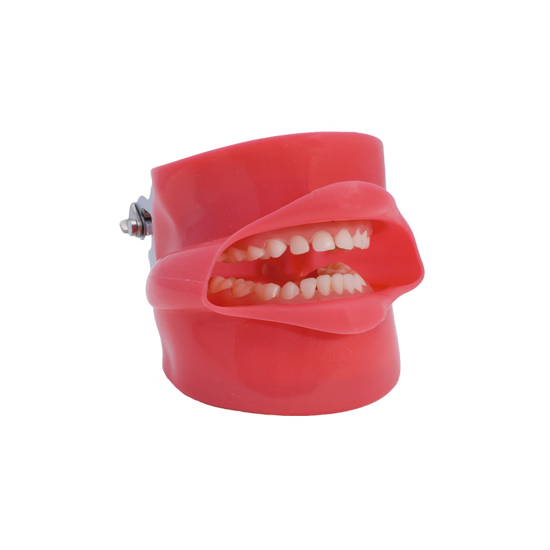 Phantom Practice Model with Mouth Bader