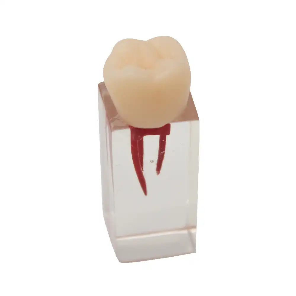Molar for Endodontics Bader