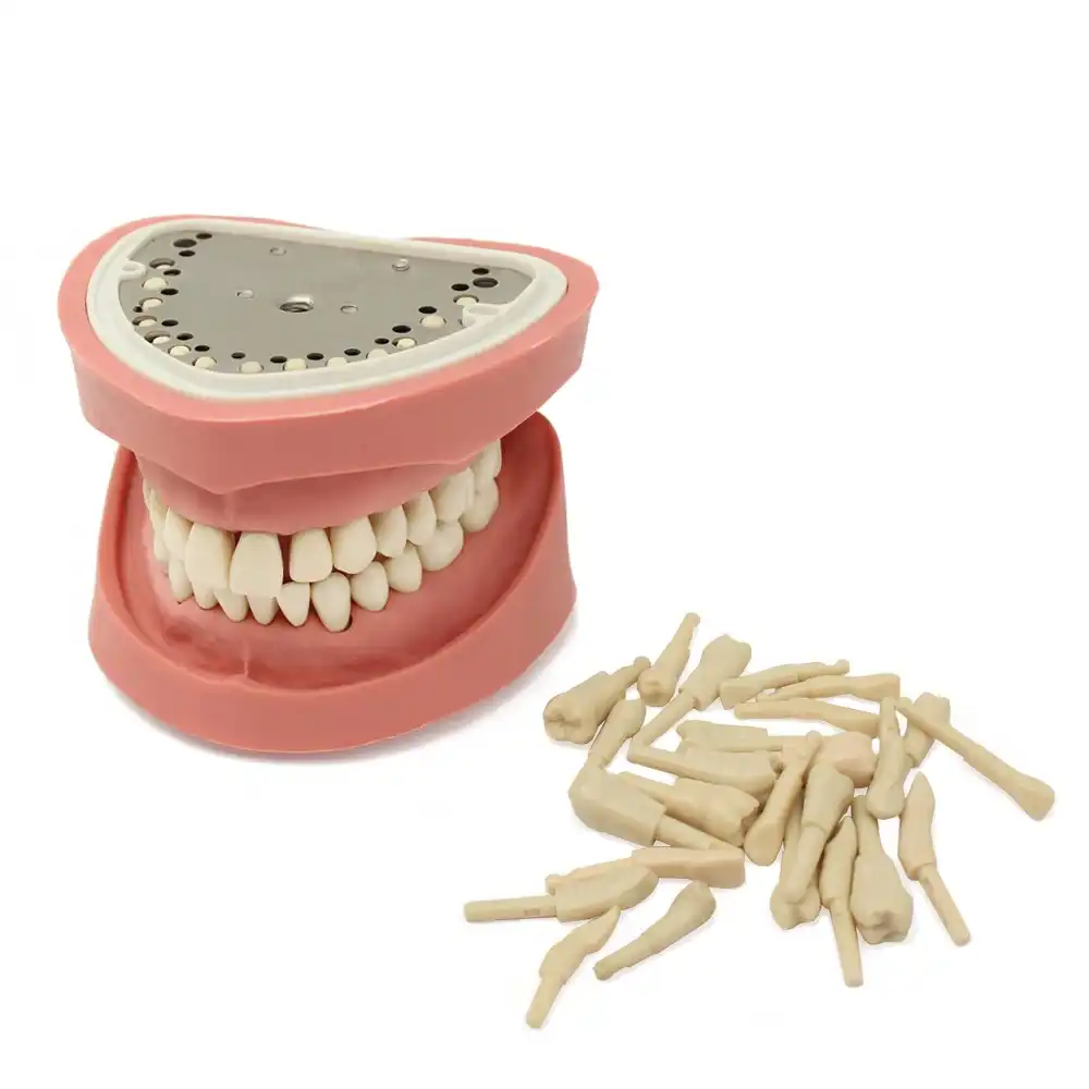 Set of 28 Teeth for Clonic Typodont Adult Bader