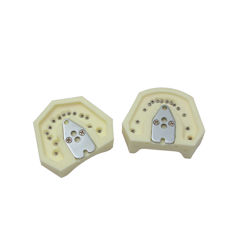 Periodontal typodont without Bader articulator