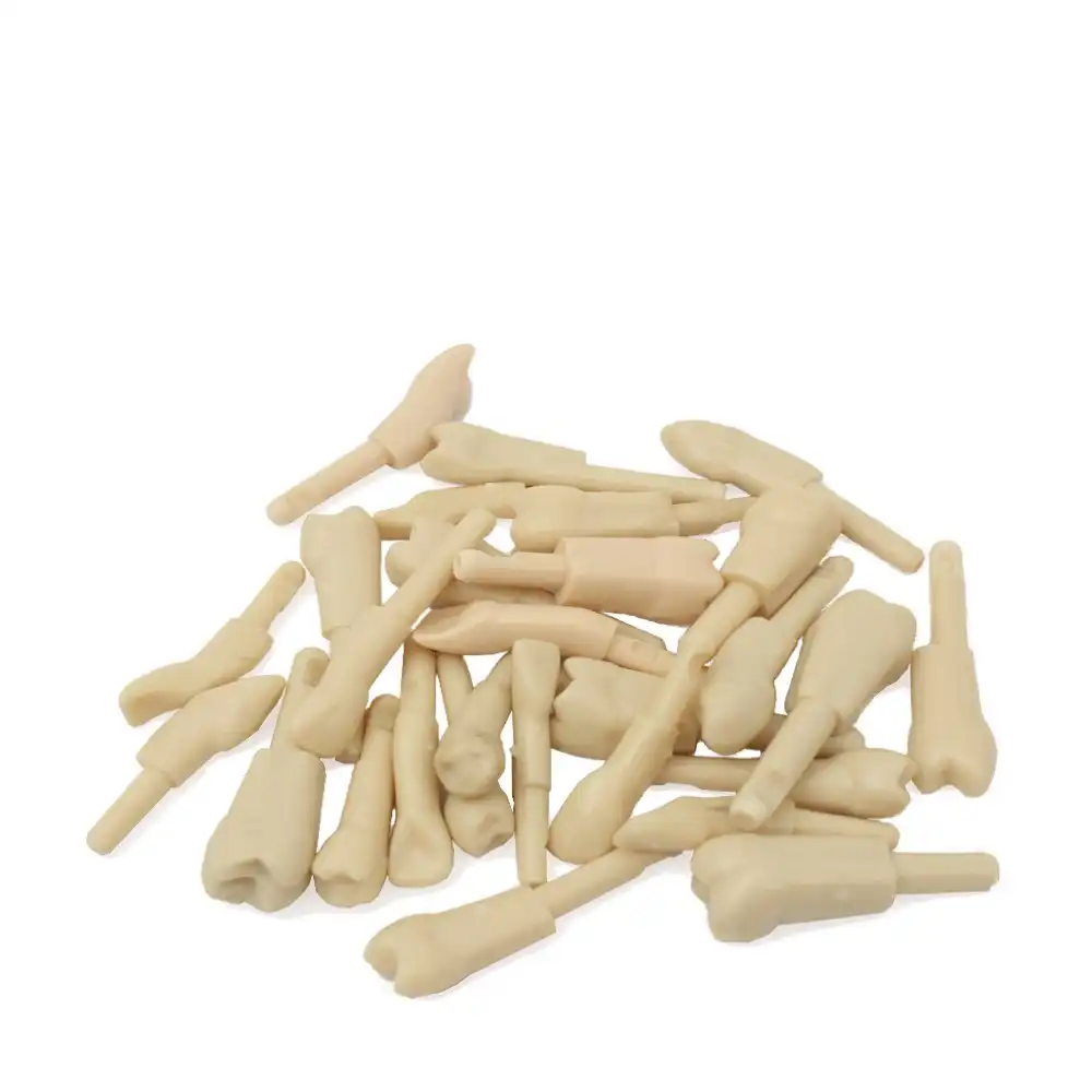 Set of 28 Teeth for Clonic Typodont Adult Bader