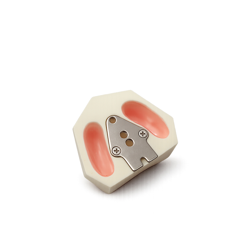 Practice Typodont for Sinus Lift with Gum Bader