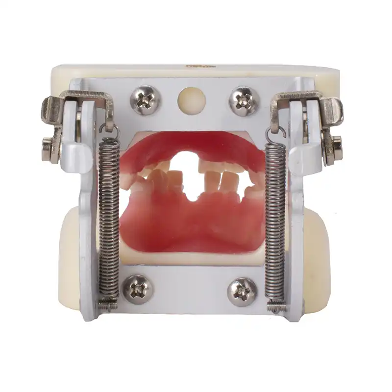 Typodont for Implantology with Articulator Bader