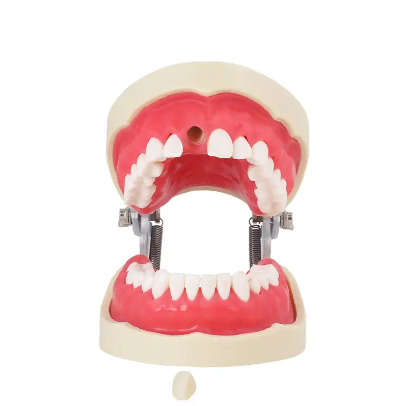 Bader Endodontics Typodont