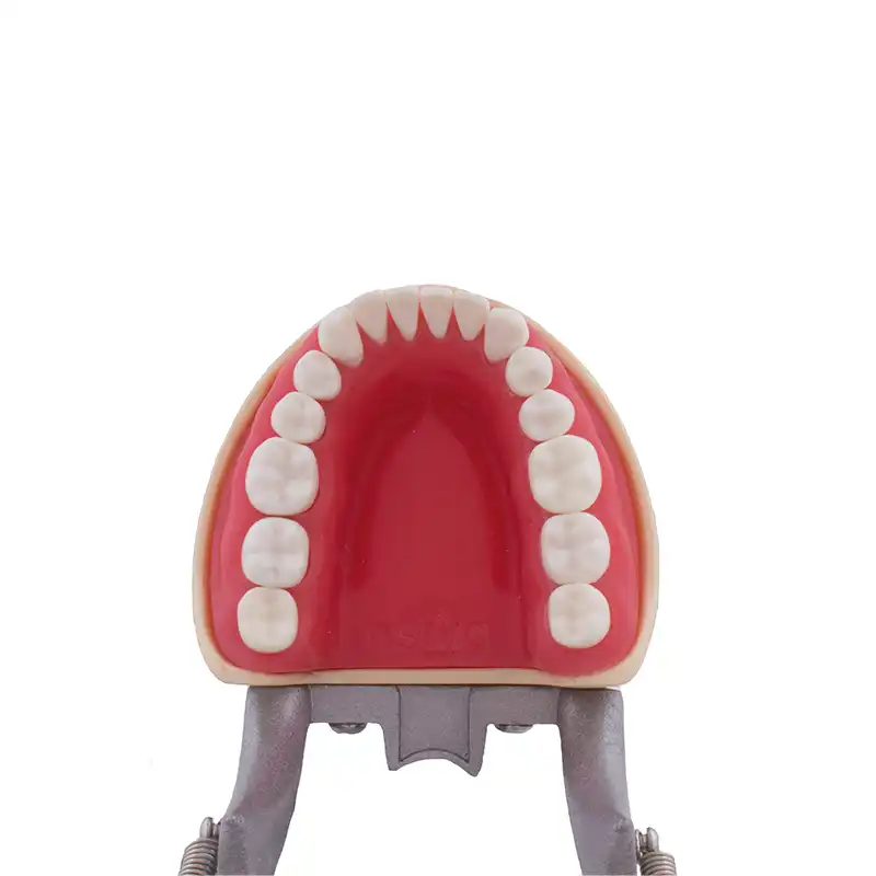 Typodont Compatible with Columbia 860 and Nissin® Adult Bader