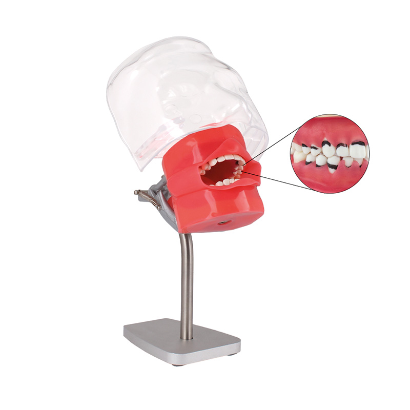 Periodontics Phantom Bader for Table