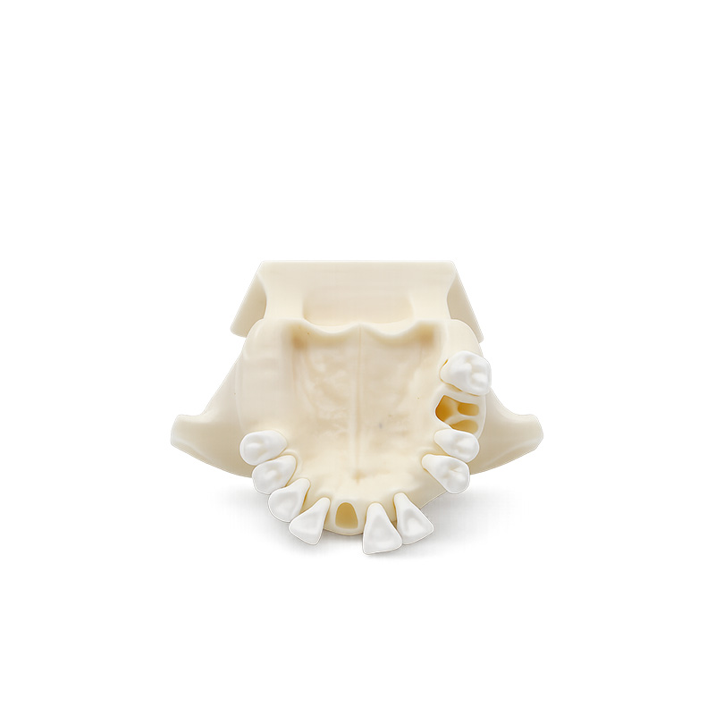 Bader Typodont for Maxillary Sinus Lift Practice in Implants with Zygomatic Bone
