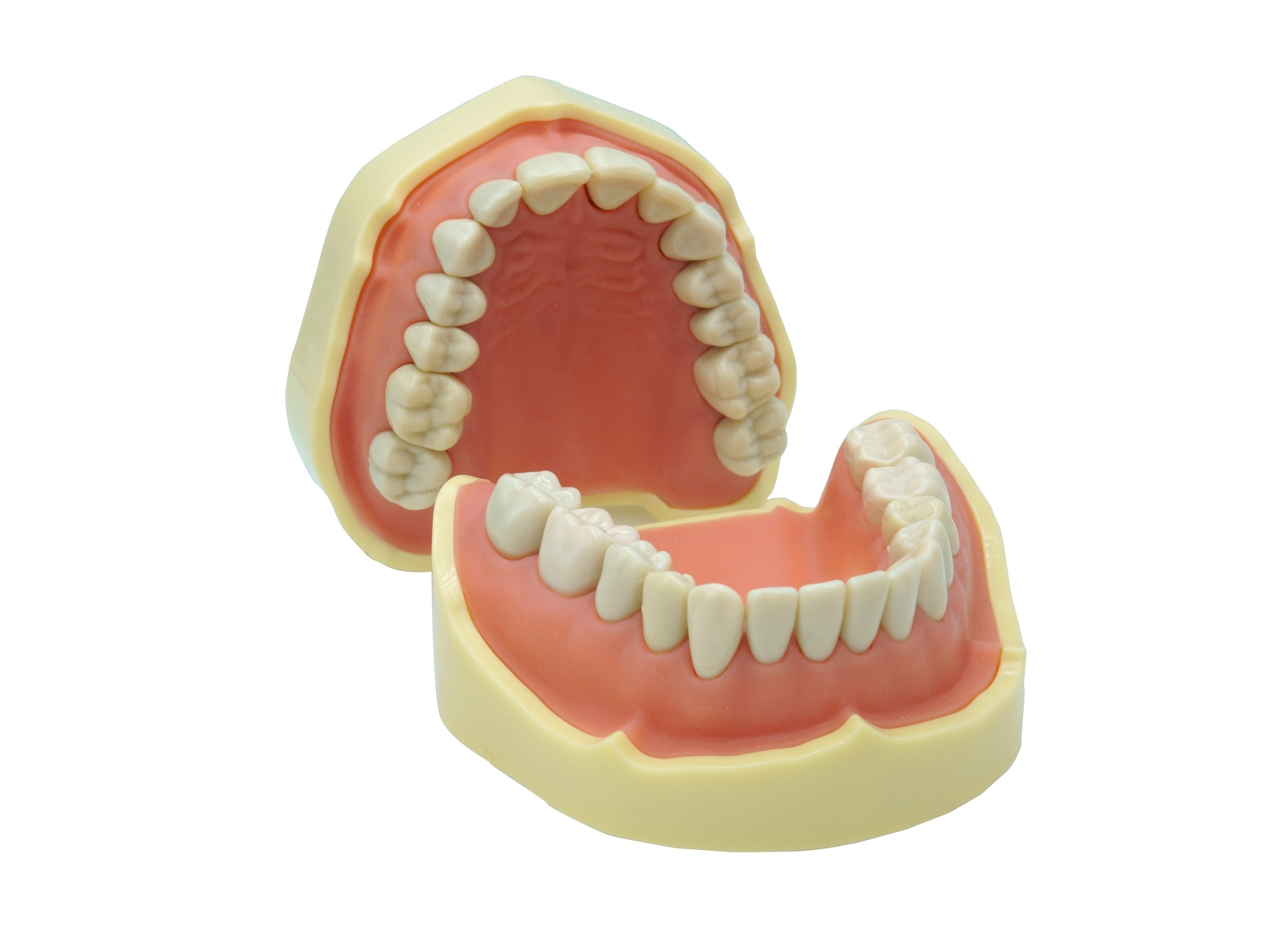 MANDIBLE FOR STUDY MODELS