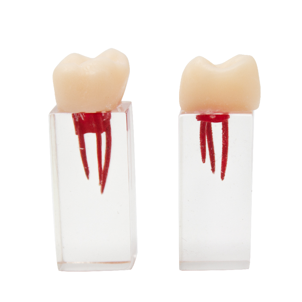 Molar for Endodontics Bader