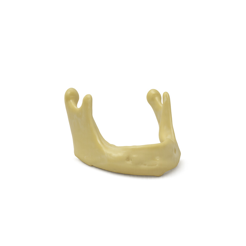 Lower Jaw without Gum for Surgical Practice Bader