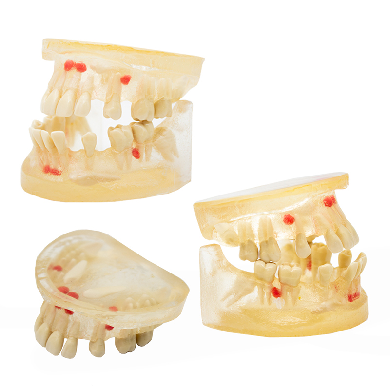 Surgical Typodont Bader