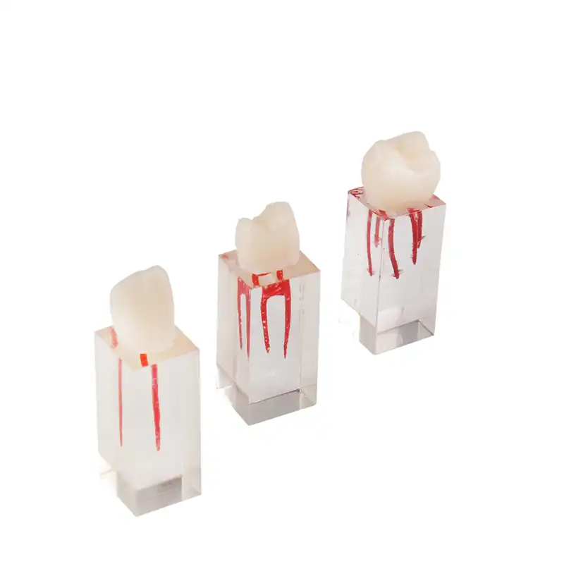 Endo Teeth Set for Practice Bader
