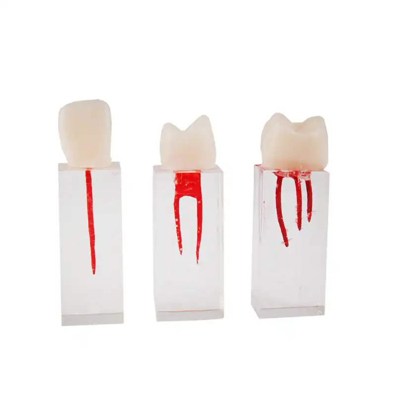 Endo Teeth Set for Practice Bader