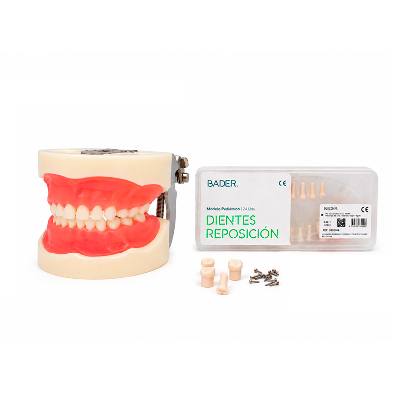 Replacement Teeth for Typodont type Nissin Pediatric Bader