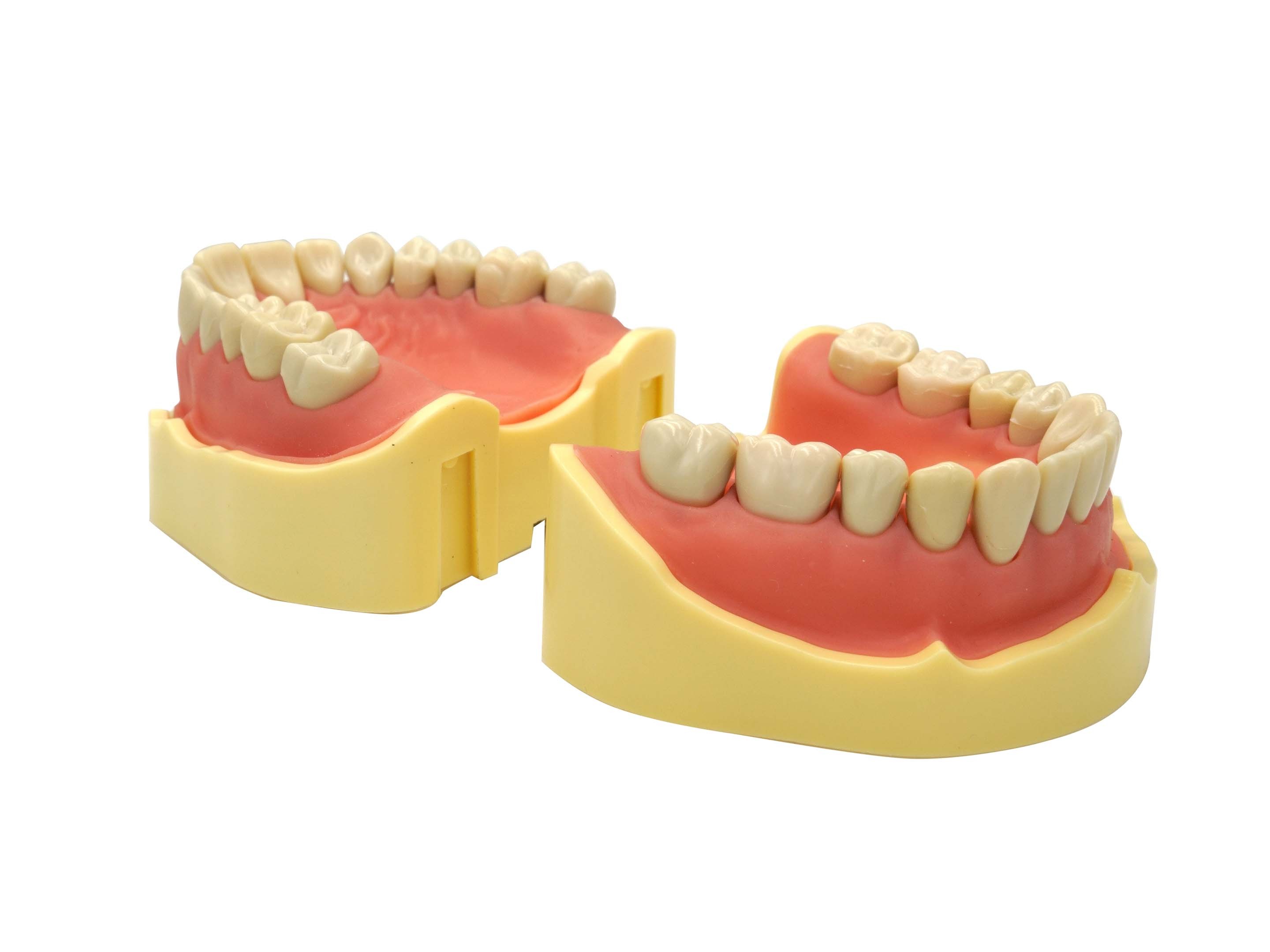 MANDIBLE FOR STUDY MODELS