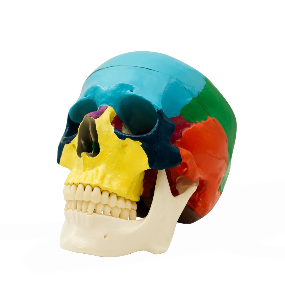 Educational Human Skull with Occlusion Mechanism scale 1:1 Bader
