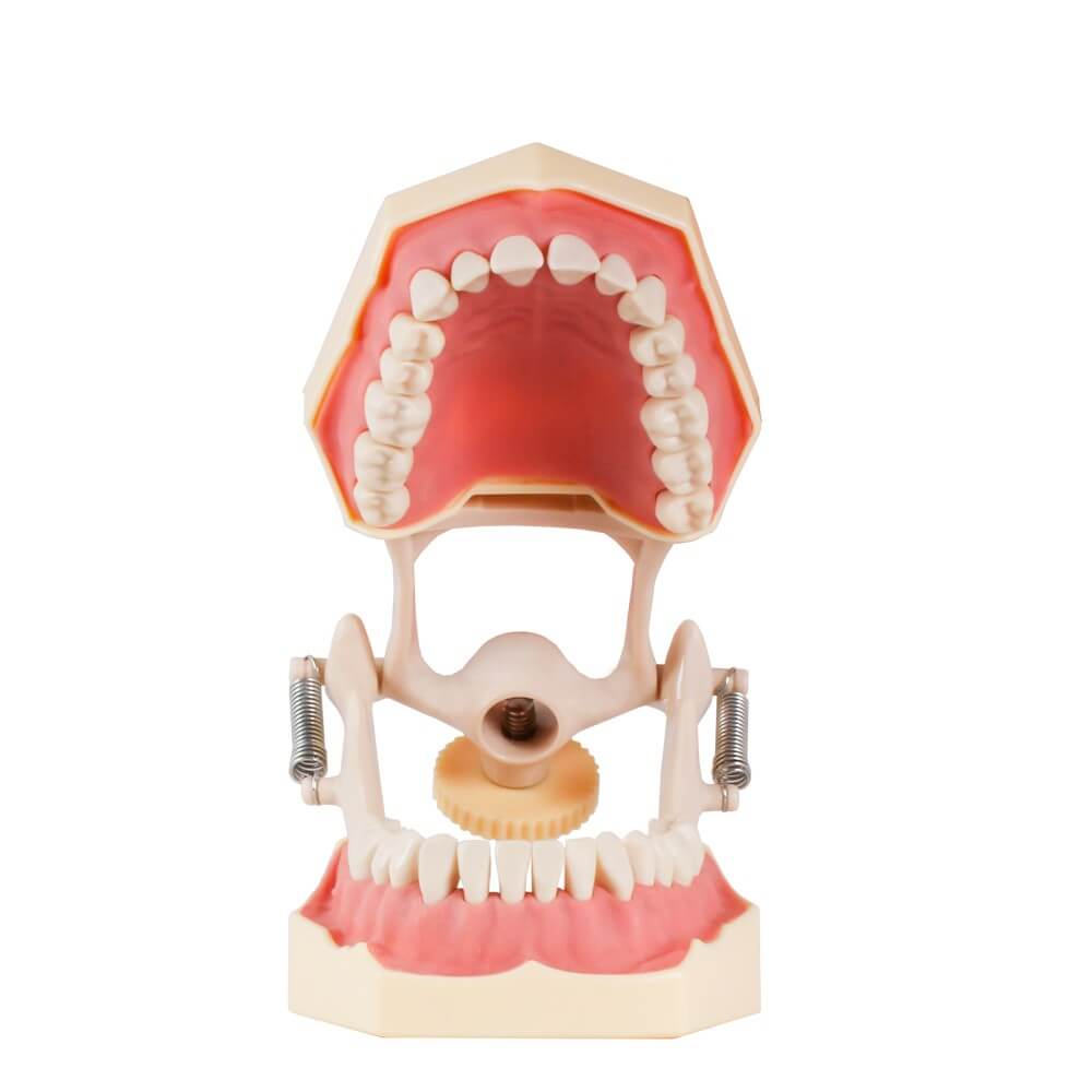 Tipodonto Bader AG3 Adult with Articulator