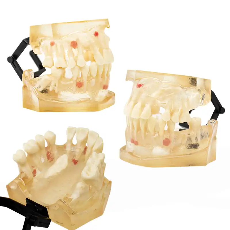 Surgery Typodont Bader
