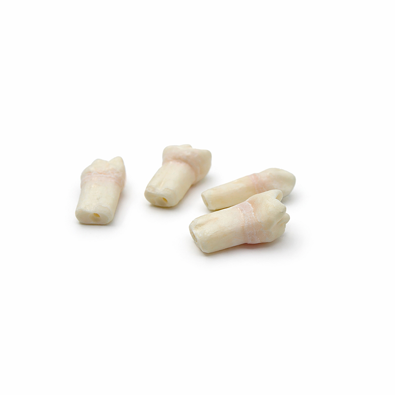 Pulpotomy Teeth Set for AK6 Bader