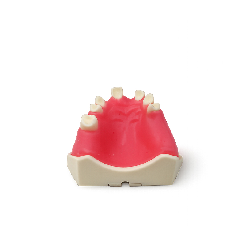 Practice Typodont for Sinus Lift with Gum Bader