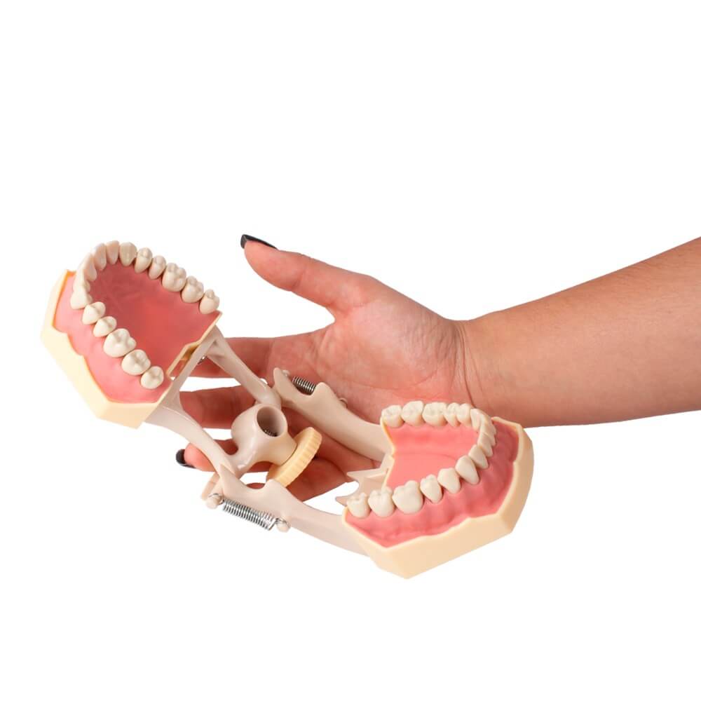 Tipodonto Bader AG3 Adult with Articulator