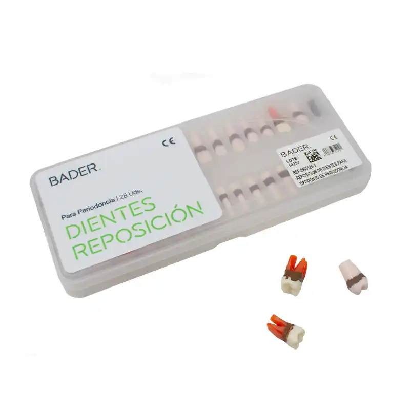 Bader Periodontics Typodont Teeth Replacement