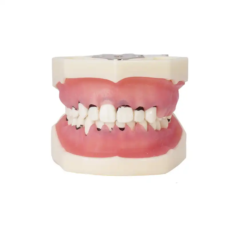 Periodontics Typodont with articulator Bader