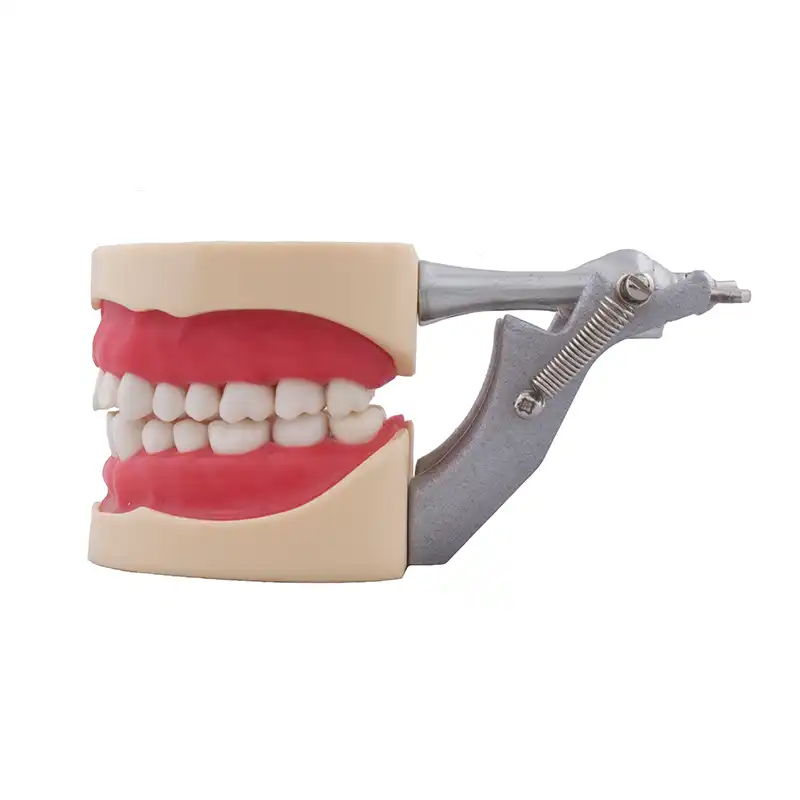 Typodont Compatible with Columbia 860 and Nissin® Adult Bader