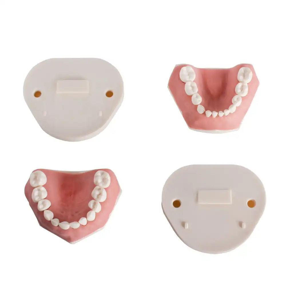 Child typodont AK6 Bader with base plate