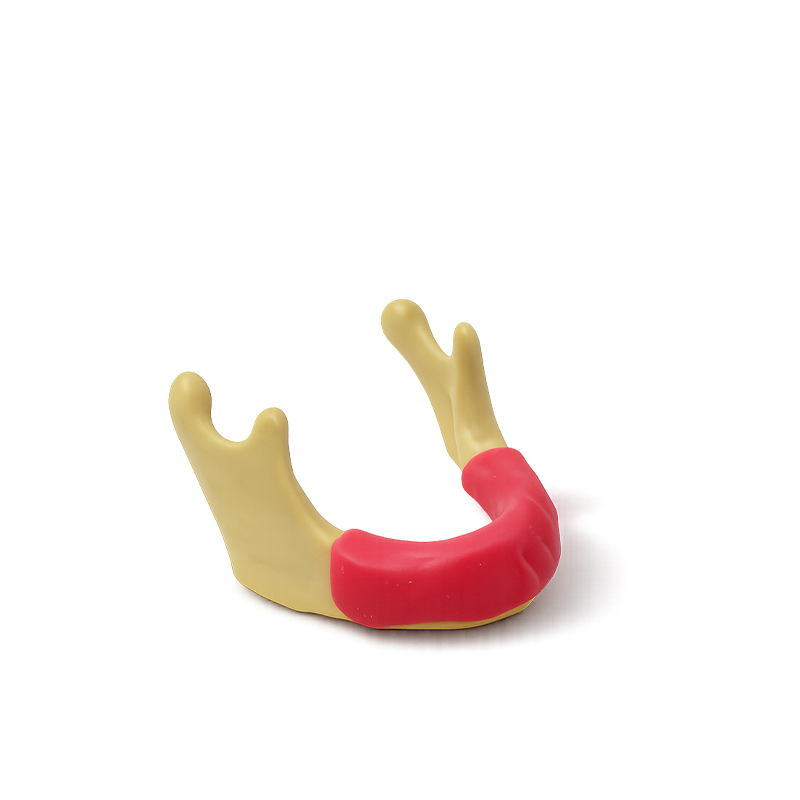 Lower Jaw with Gum for Surgical Practice Bader