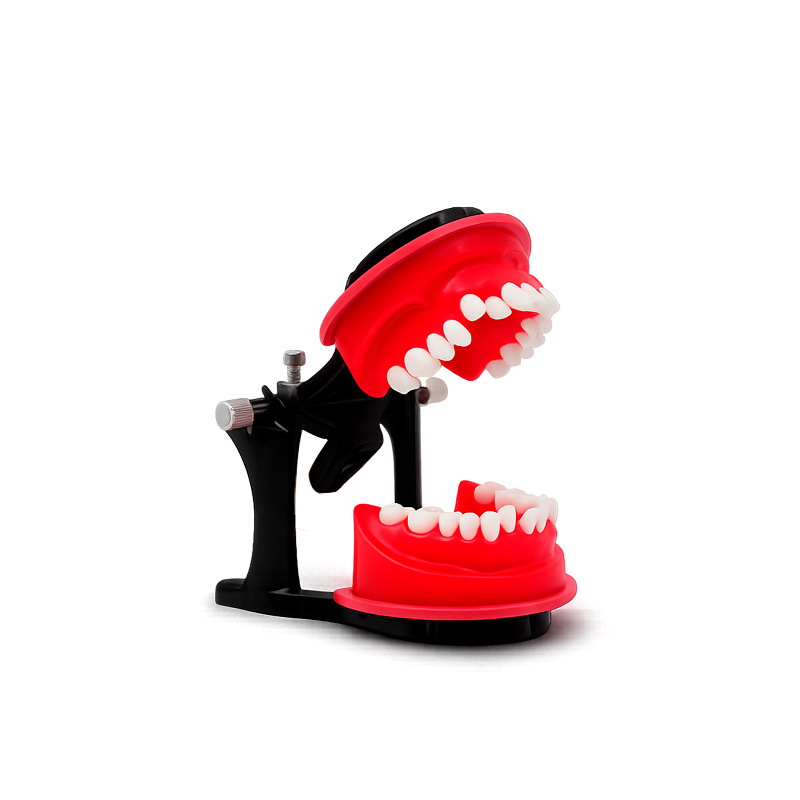 Reusable Occlusal Orthodontic Typodont Bader