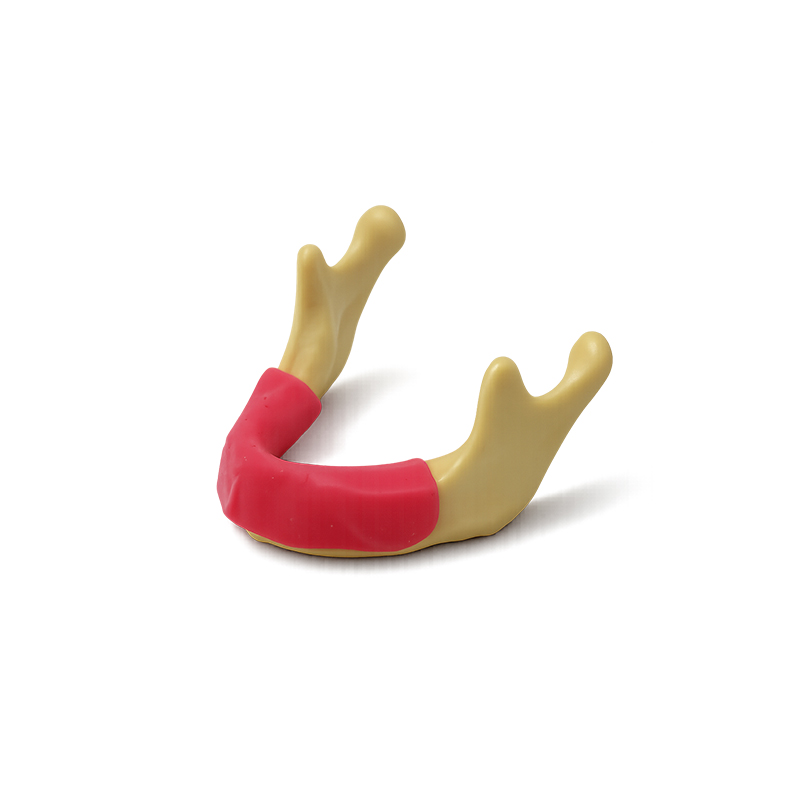 Lower Jaw with Gum for Surgical Practice Bader
