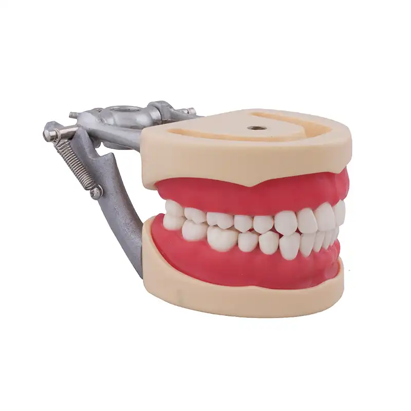 Typodont Compatible with Columbia 860 and Nissin® Adult Bader