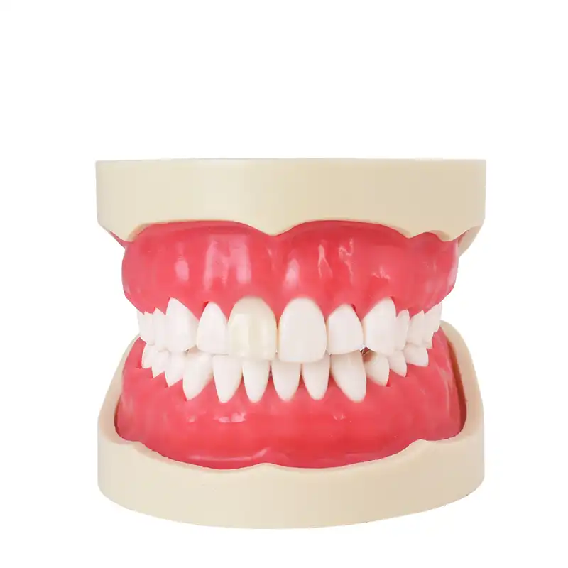 Bader Endodontics Typodont
