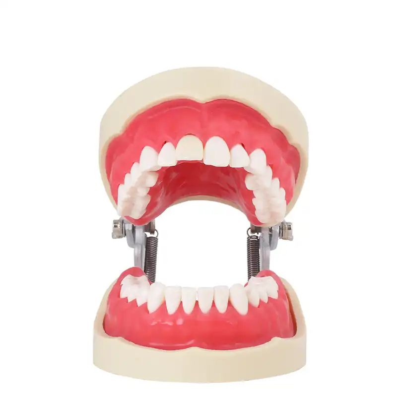 Bader Endodontics Typodont