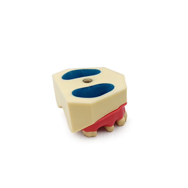 Upper Maxillary Typodont for Sinus Lift Practice Implant and Suture Bader