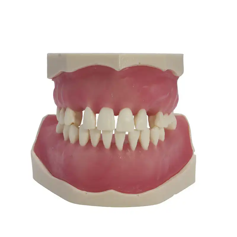 Surgery Typodont Bader