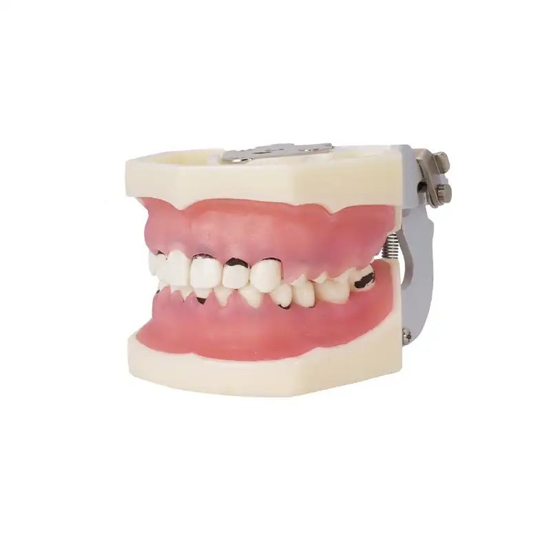 Periodontics Typodont with articulator Bader
