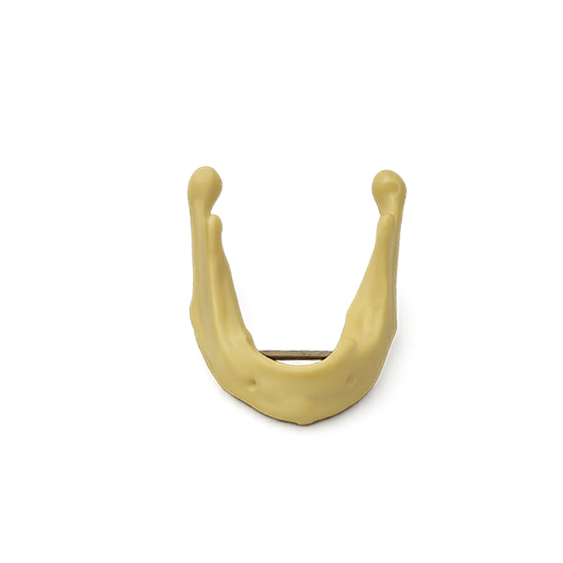 Lower Jaw without Gum for Surgical Practice Bader