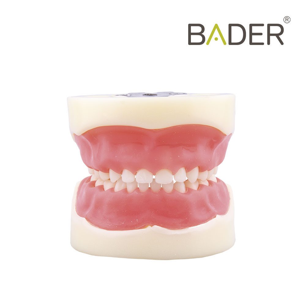 Child typodont Nissin® type Bader
