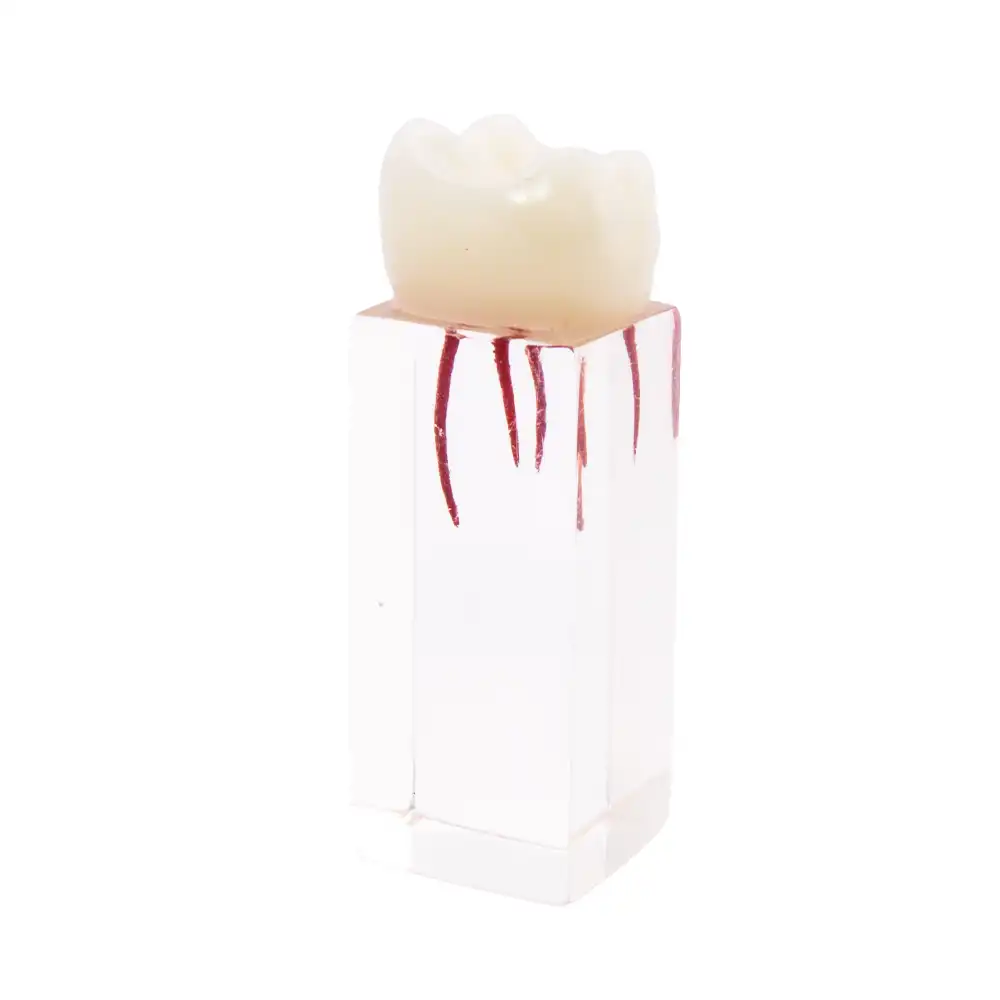 Molar for Endodontics Bader