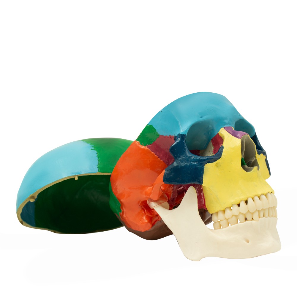 Educational Human Skull with Occlusion Mechanism scale 1:1 Bader