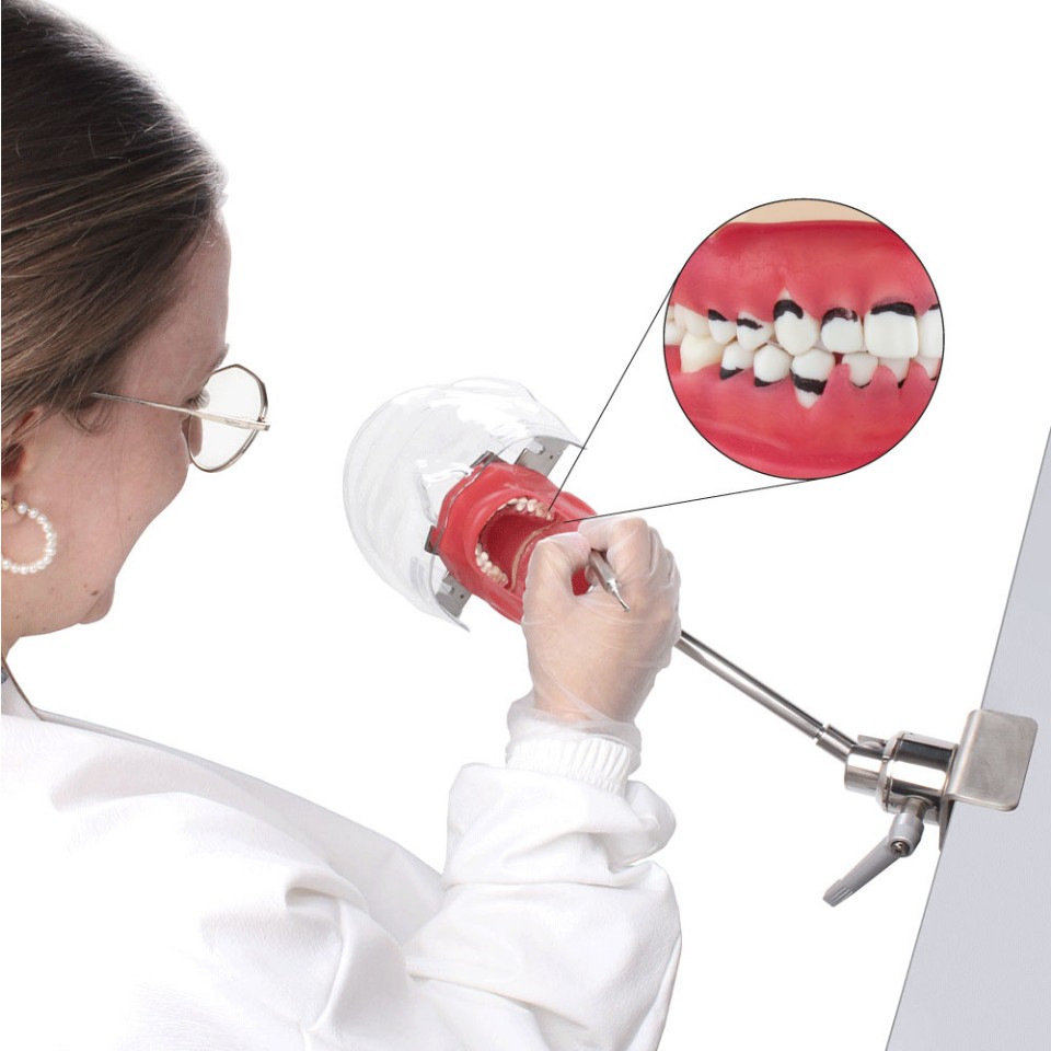 Fantoma Bader Periodontal