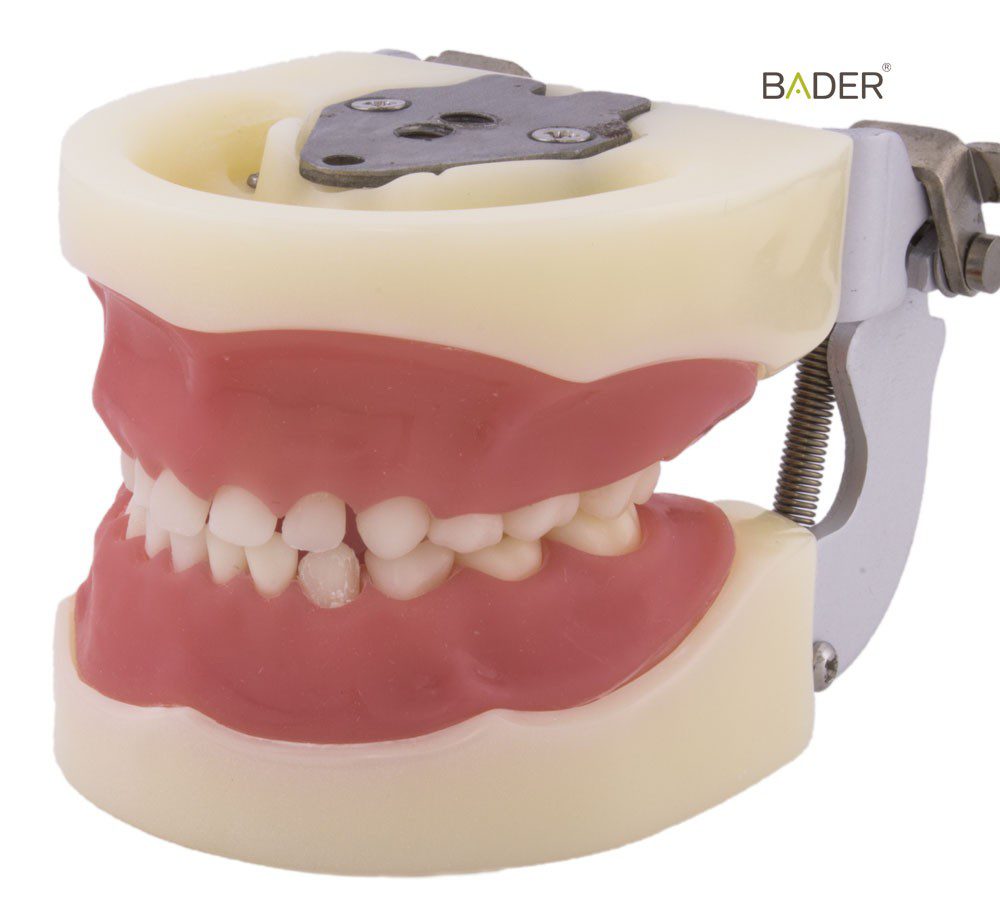 Child typodont Nissin® type Bader
