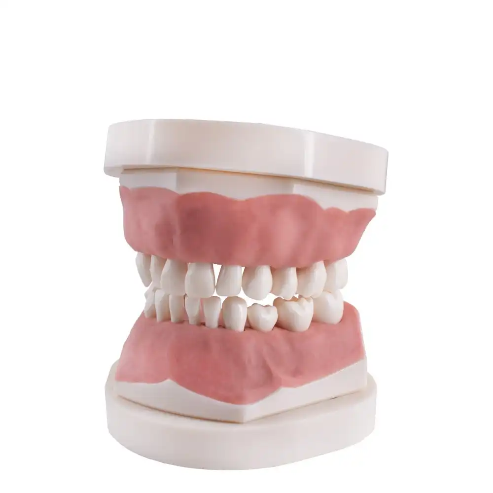 Child typodont AK6 Bader with base plate