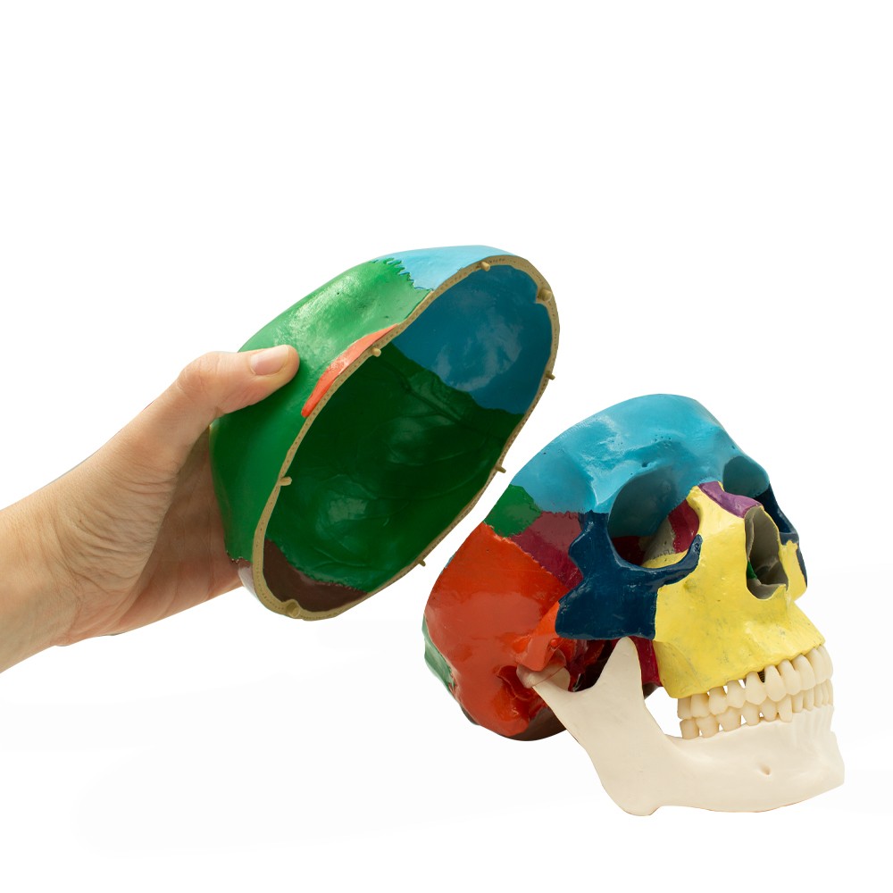 Educational Human Skull with Occlusion Mechanism scale 1:1 Bader